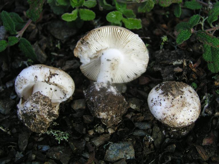 Amanita curtipes